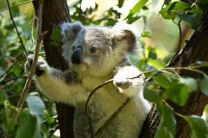 Koala-Titelbild