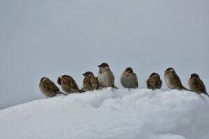 Spatzen-im-Winter