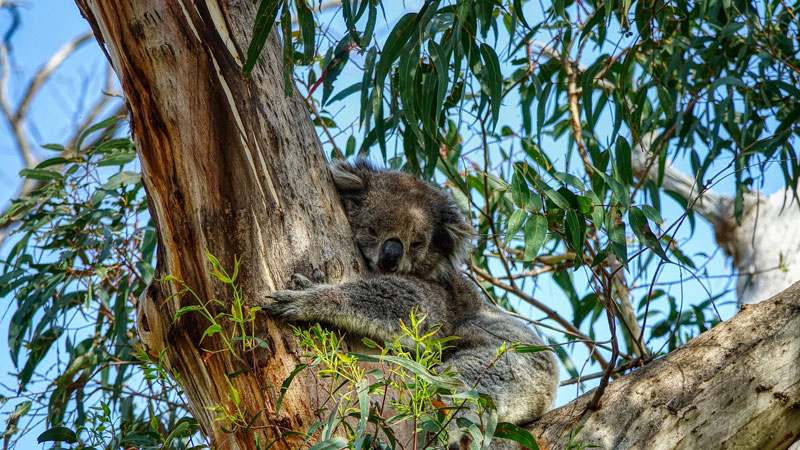 schlafender-Koala