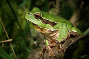 Frosch-Titel