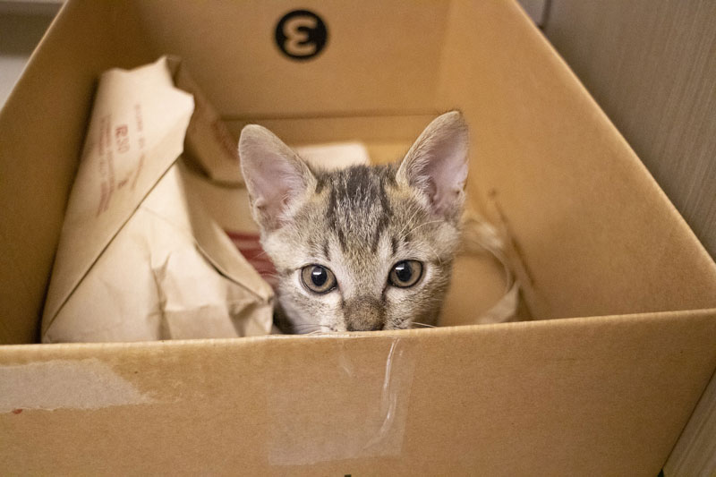 Katze-im-Karton