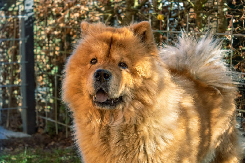 Chow-Chow-Titel